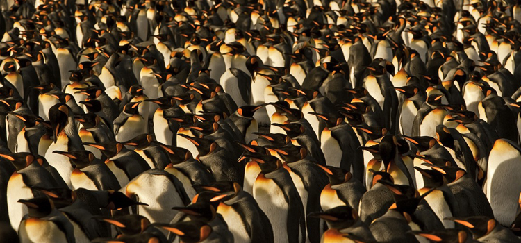 Comunidad de PingÃ¼inos Rey. Fuente imagen: Valeria Falabella.